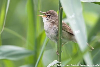 Blyth's Reed Warbler  (Struikrietzanger)