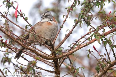 Rufous-Collared SparrowZonotrichia capensis chilensis