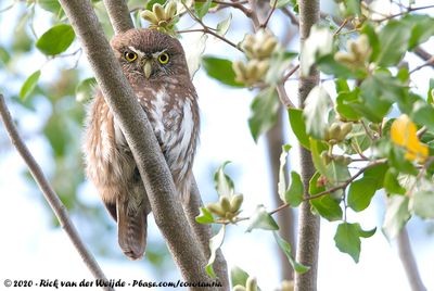 Austral Pygmy Owl  (Magelhaendwerguil)