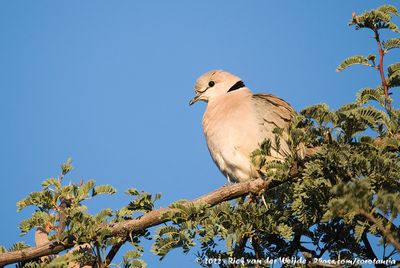 Ring-Necked Dove  (Kaapse Tortel)