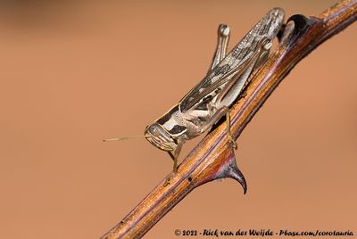 Brown-Spotted LocustCyrtacanthacris tatarica tatarica