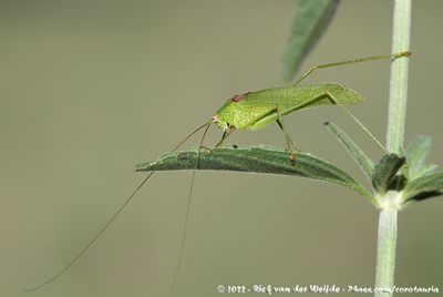 Brunner's MelidiaMelidia brunneri