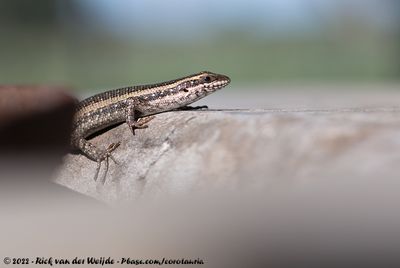 Kalahari Tree SkinkTrachylepis spilogaster