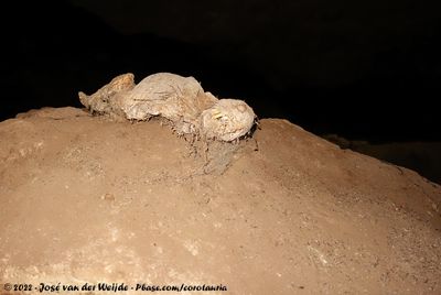 Mummified Porcupine