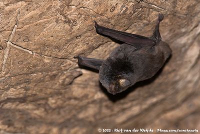 Natal Long-Fingered BatMiniopterus natalensis