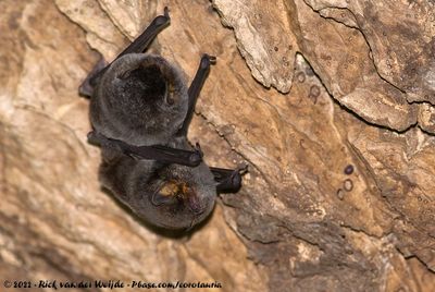 Natal Long-Fingered BatMiniopterus natalensis