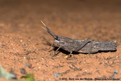 Giant Rain LocustLamarckiana cucullata