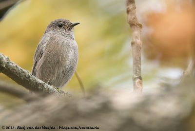 Black Redstart<br><i>Phoenicurus ochruros gibraltariensis</i>