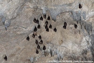 Greater Horseshoe Bat Rhinolophus ferrumequinumand Mediterranean Horseshoe Bat Rhinolophus euryale