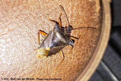 Red-Legged ShieldbugPentatoma rufipes