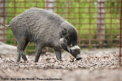 Visayan Warty Pig  (Visayawrattenzwijn)