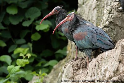 Northern Bald IbisGeronticus eremita