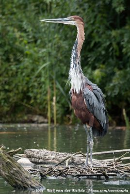 Goliath HeronArdea goliath