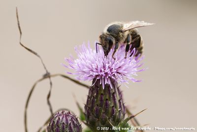 Western Honey BeeApis mellifera mellifera x ligustica