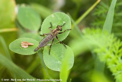 Brown Heath RobberflyTolmerus cingulatus