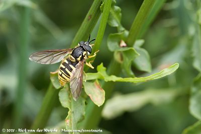 Large Wasp HoverflyChrysotoxum cautum