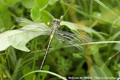 River Clubtail  (Rivierrombout)