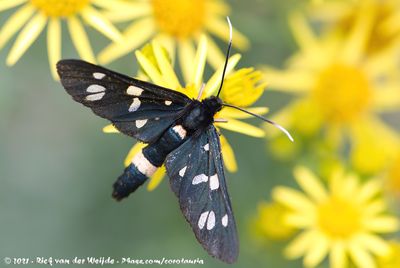 Nine-Spotted MothAmata phegea