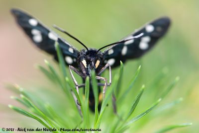 Nine-Spotted MothAmata phegea