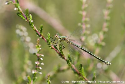 Small Emerald SpreadwingLestes virens vestalis