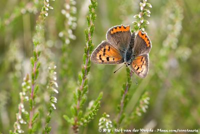 Small CopperLycaena phlaeas phlaeas