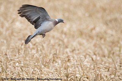 Common Wood PigeonColumba palumbus palumbus