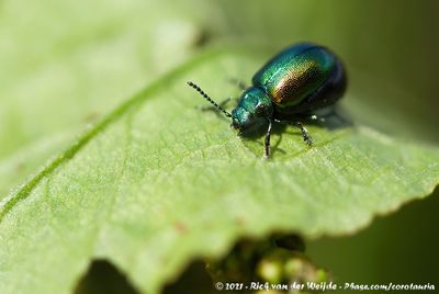 Green Dock Leaf Beetle  (Groen Zuringhaantje)