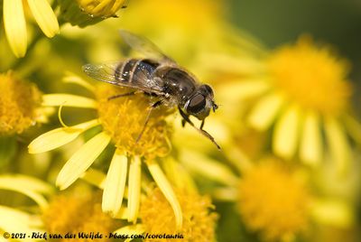 Plain-Faced DroneflyEristalis arbustorum