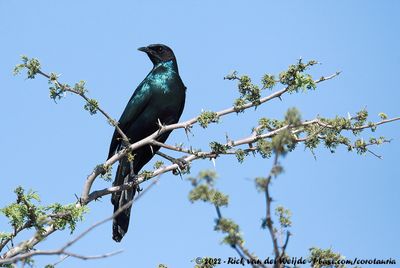 Burchell's StarlingLamprotornis australis