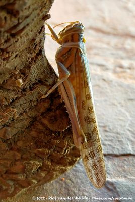Desert LocustSchistocerca gregaria flaviventris