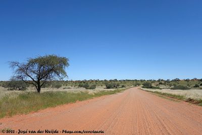 Green Kalahari Desert