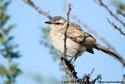 Kalahari Scrub RobinCercotrichas paena paena