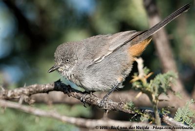 Chestnut-Vented WarblerCurruca subcoerulea cinerascens