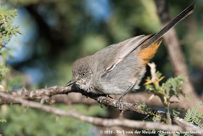 Chestnut-Vented WarblerCurruca subcoerulea cinerascens
