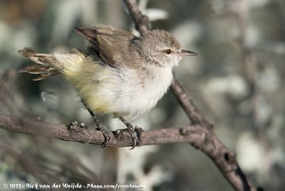 Yellow-Bellied EremomelaEremomela icteropygialis icteropygialis