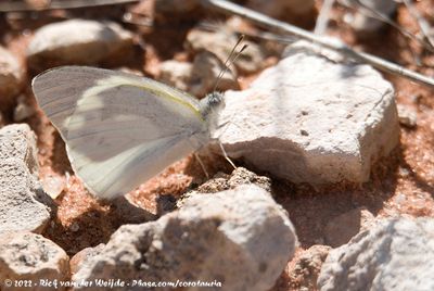 Banded Gold TipColotis eris eris