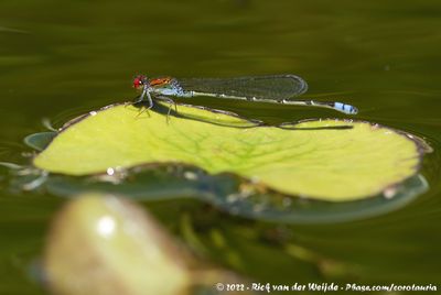 Cherry-Eye SpritePseudagrion sublacteum