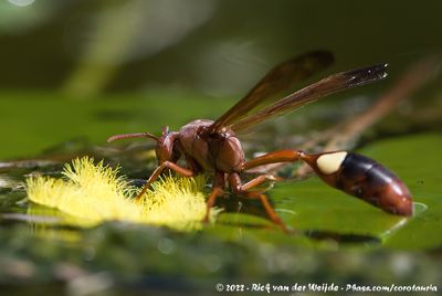 Belonogaster lateritia