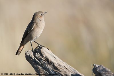 Familiar ChatOenanthe familiaris galtoni