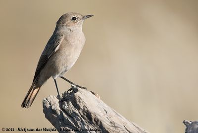 Familiar ChatOenanthe familiaris galtoni