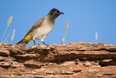 African Red-Eyed Bulbul<br><i>Pycnonotus nigricans nigricans</i>