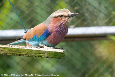 Lilac-Breasted RollerCoracias caudatus caudatus