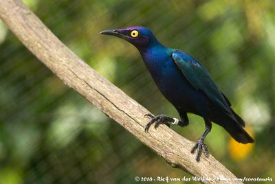 Purple StarlingLamprotornis purpureus ssp.