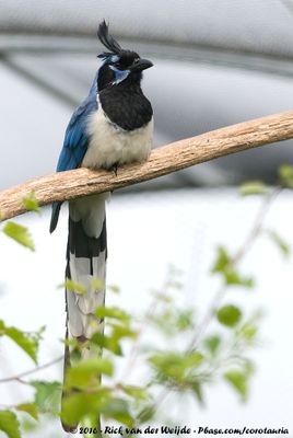Black-Throated Magpie-Jay  (Collies Ekstergaai)