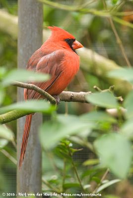 Northern Cardinal  (Rode Kardinaal)