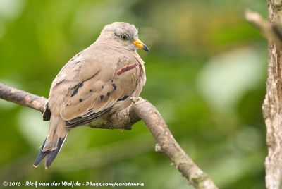 Croaking Ground Dove  (Peruaanse Steenduif)