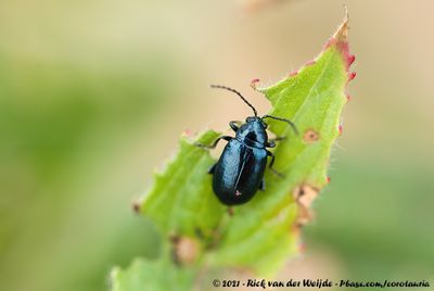 Flea Beetles  (Grote Aardvlooien)