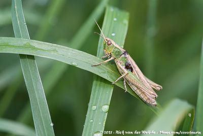 Lesser Marsh Grasshopper  (Kustsprinkhaan)