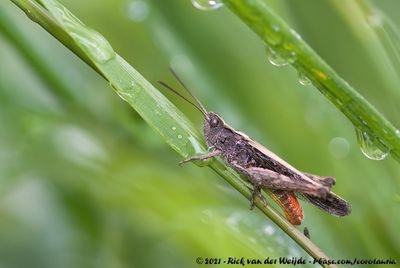 Common Field Grasshopper  (Bruine Sprinkhaan)