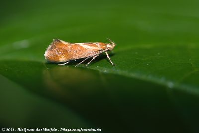 Italian TubicMetalampra italica